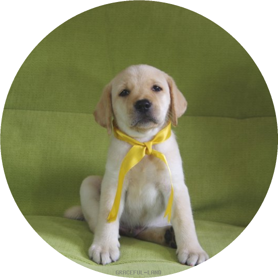 英国ラブラドールの子犬(A child of マナスル & ) 英国ラブラドールの子犬